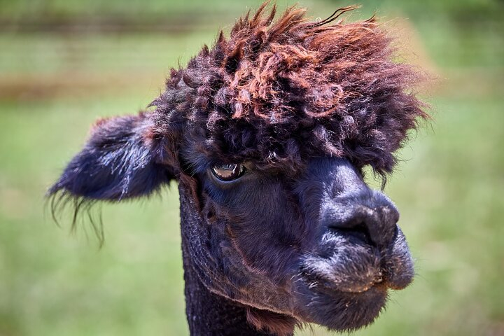 Alpaca Interaction and Wine Tasting oINSnToP