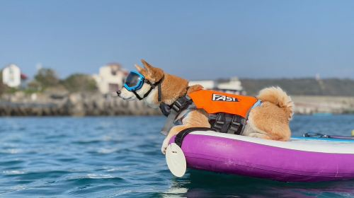 Pingtung | Xiaoliuqiu SUP · Canoeing Experience | Xiaoliuqiu Coral Sea WpoSeDbO