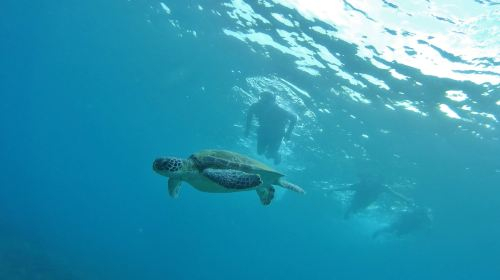 Liuqiu Island Kayaking 1-2.5 hours [Transparent Canoe & Snorkeling | Swimming with Sea Turtles | East Coast Canoe Club-Xiaoliuqiu Base] gLYVYdTn