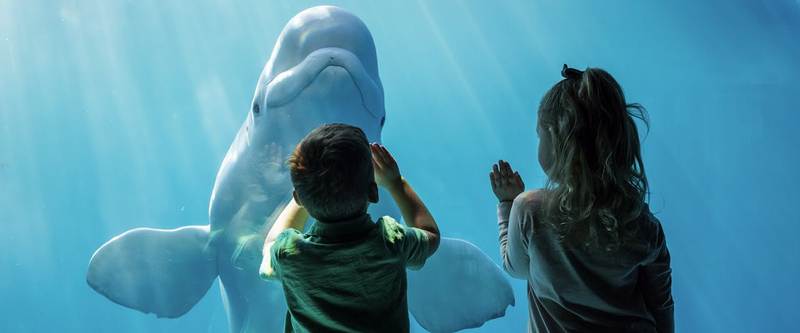 Chicago CityPASS: Admission to 5 Top Attractions rur6ZiZA