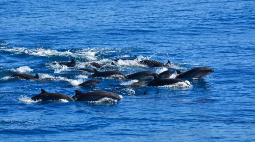 whaleworld Whale Watching Experience in Hualien j7DMF8Df