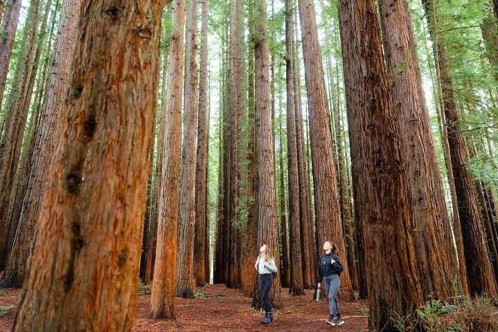 Yarra Valley Redwood Forest Mountain Bike Adventure Qqv2mhDD