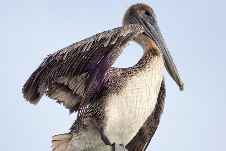 Intimate Wildlife Cruise Around Scenic Kings Bay tulTaWmW