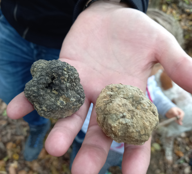 Langhe: Truffle Hunting Experience xozKvjoK