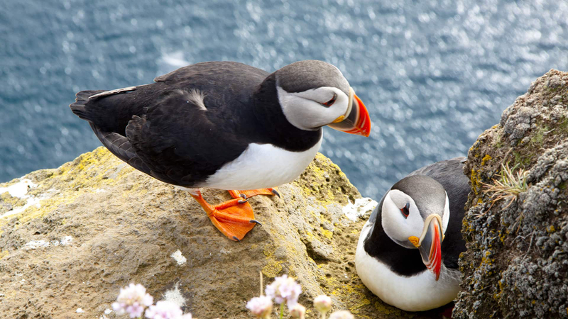 Cliffs of Moher and Burren Day Trip, Including Dunguaire Castle, Ail MgXDnY3h