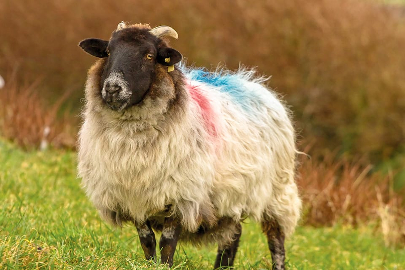 Connemara, Leenane Village and Kylemore Abbey day tour from Galway aEzLFOv2