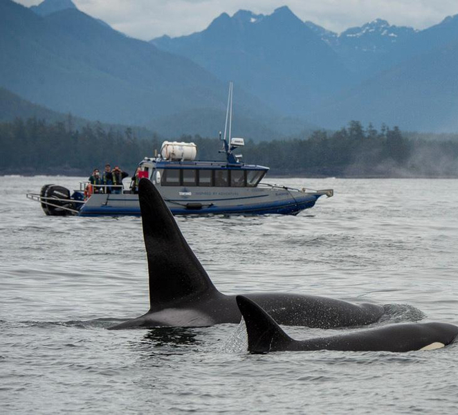 Tofino: Whale Watching Tour with Nature Guide B8x0Jp3G