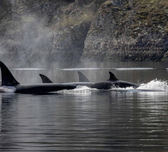 Nanaimo: Whale Watching Open Boat Tour XjLCAQBT