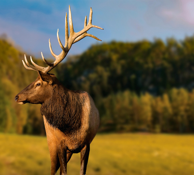 Montebello, QC: General Admission to Parc Omega ElYChFqj