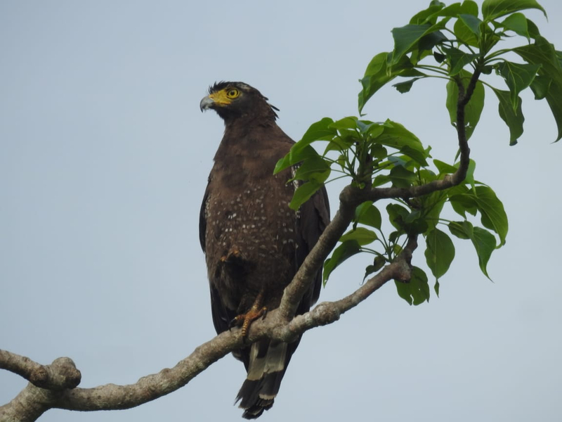 Bundala National Park Half A Day/Full Day Safari ogFaez7F