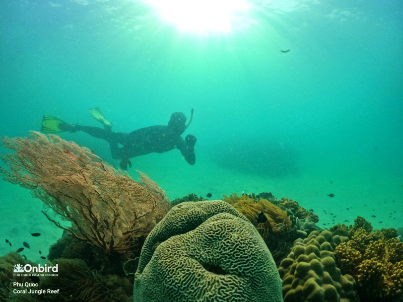 Phu Quoc Snorkeling Day Tour to Explore Coral Jungle Reef UKpr1ZPw