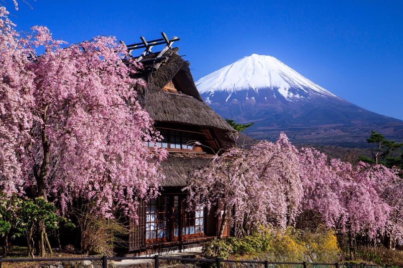 Muslim Friendly Mt. Fuji Day Tour with Halal Lunch & Prayer Time WnUlz9ss