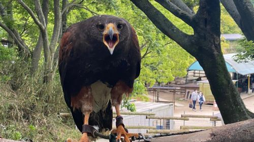 Shirotori Zoo xqrzK8eY