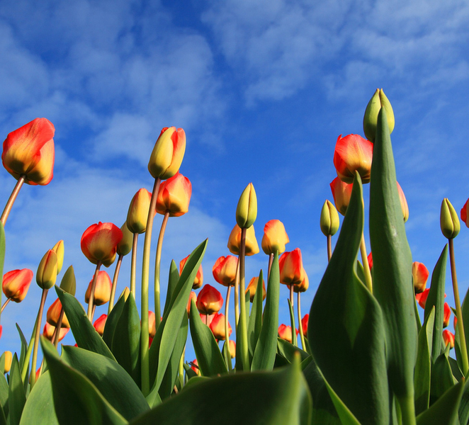 Warmond: Windmill Cruise and Keukenhof Entry Ticket NfL9QDvl