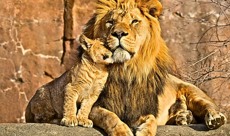 Lion Park Istanbul Zoo Ticket OI4LUNRN