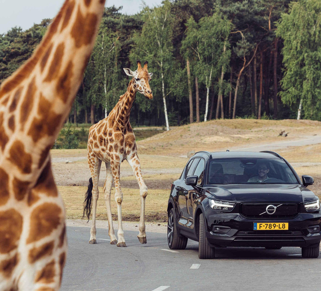 Hilvarenbeek: Safaripark Beekse Bergen Entry Ticket AI9E3UhZ