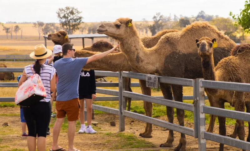 Summer Land Camel Farm Tour with Grazing Platter VZaDzQyy