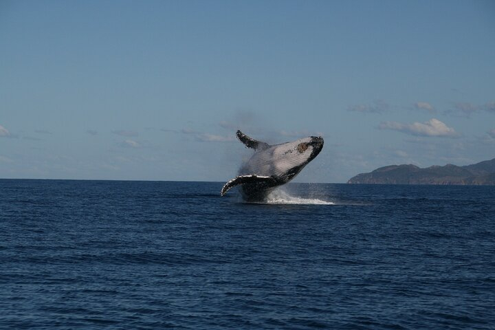 Whale Watching and Wildlife Cruise Townsville and Magnetic Island EPR7gO9H