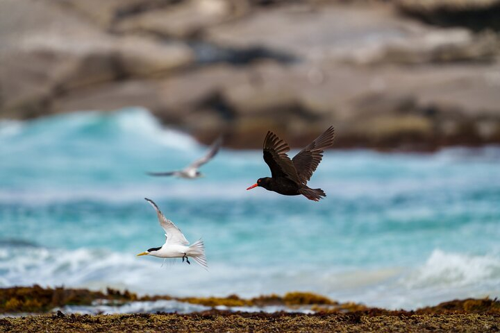 Port Lincoln National Park Half day Tour B3qOGdQA