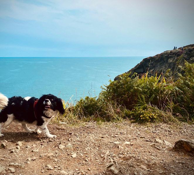 Dublin: Dublin Coastal Hike and Pints & Puppies gHznFn8B
