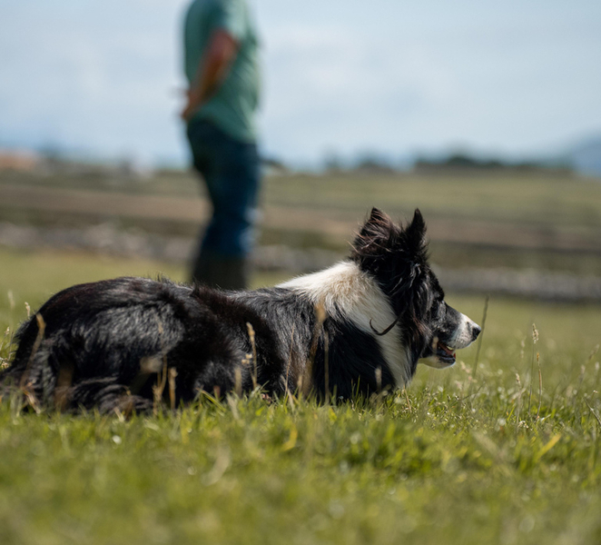 From Dublin: Wicklow, Glendalough, Waterfall & Sheepdog Demo hzSsEmKL