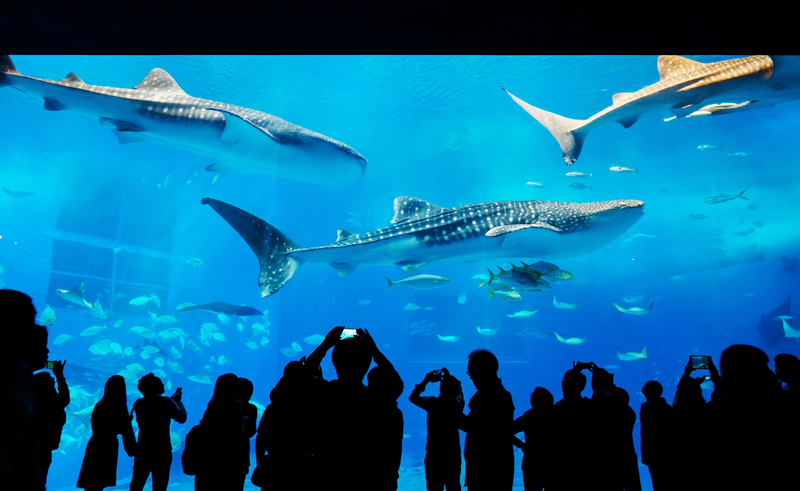 [Northern Okinawa Day Trip] Okinawa Churaumi Aquarium, Manza Cape, Kouri Island, Bise Fukugi Tree Road｜Departure from Naha bzoWX3lt