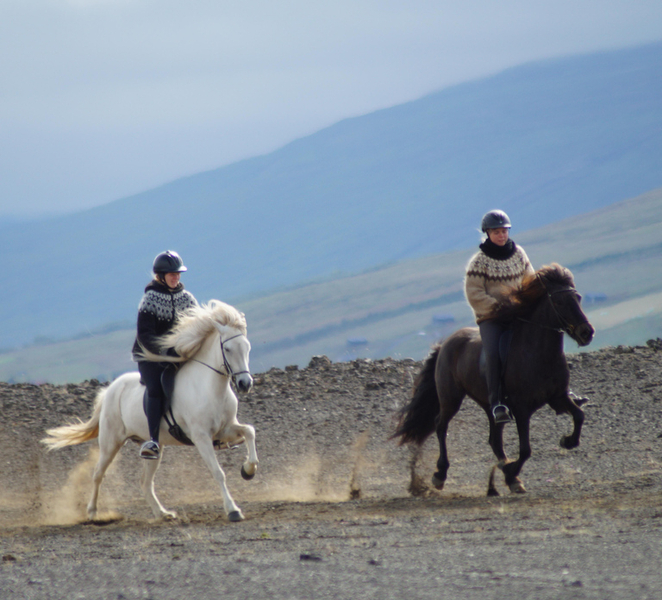 North Iceland: Horseback Riding Tour dWWiJHdf