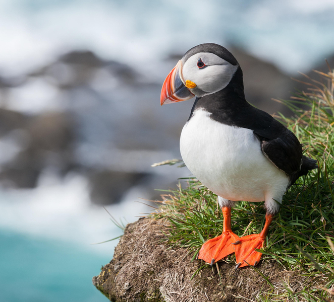 Vestmannaeyjar: One Hour Small Islands Trip pmjGy87h