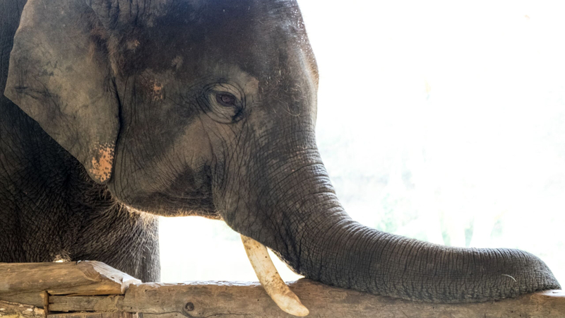 Elephant Sanctuary Tour with Deerland & Village Visit jciNmfXI