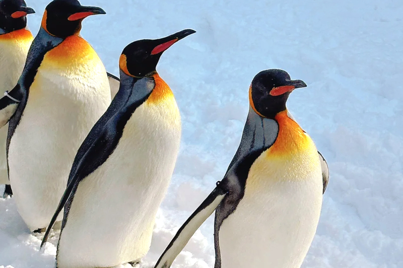 Hokkaido Winter Limited: Asahiyama Zoo & Shirogane Blue Pond & Shirasu Waterfall & Shikisai-no-Oka (Optional Snowmobile Experience) & Forest Elf Terrace Day Tour Ye8nLt7p