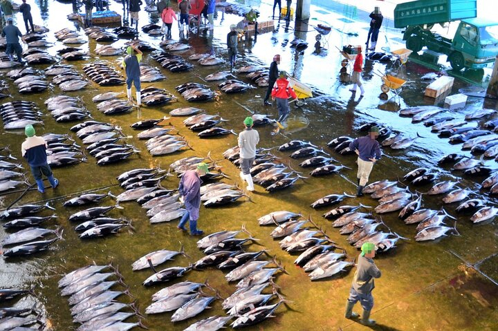 Wakayama: Learn & Taste Japan Tuna Culture in Nachikatsuura apvKHLsB