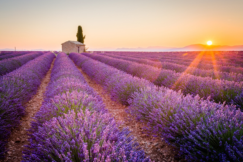 Private Tour to the Lavender Fields & Verdon Gorge Scenic Adventure 53xFNsEX