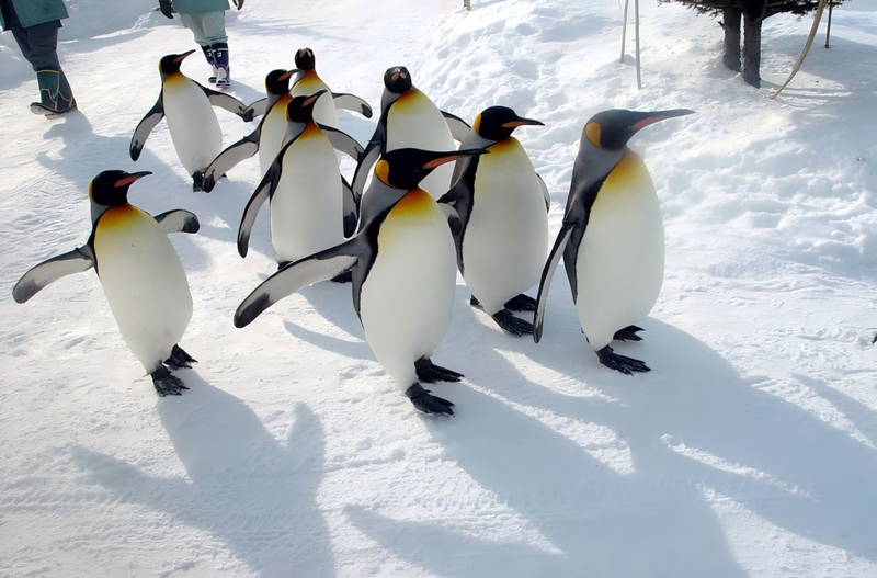 Hokkaido: Asahiyama Zoo + Shirogane Blue Pond - Summer Limited Furano Flower Fields Day Tour AwDb92fZ