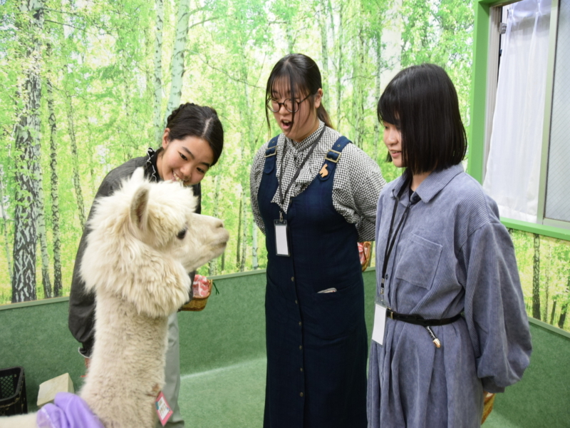 Alpaca Petting Experience in Tokyo【Alpaca Petting Park】 uCnCIvEq