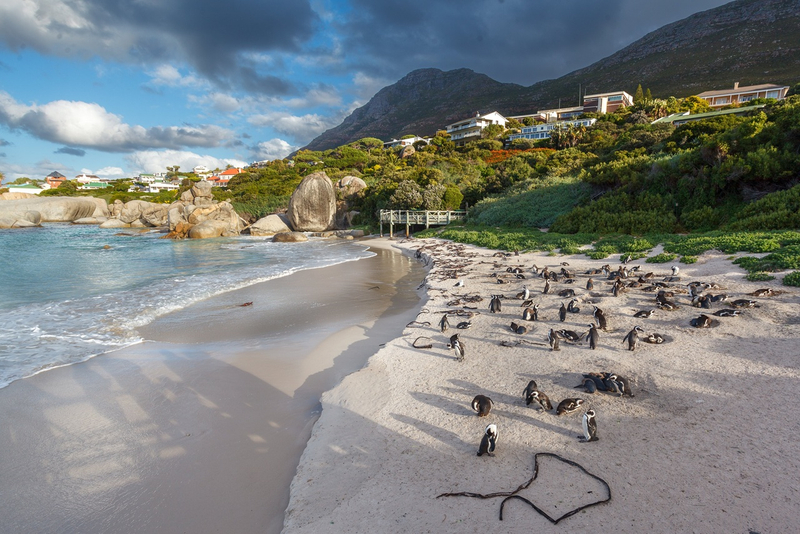 Full Day Private Tour to Cape Peninsula HHLOt0nZ