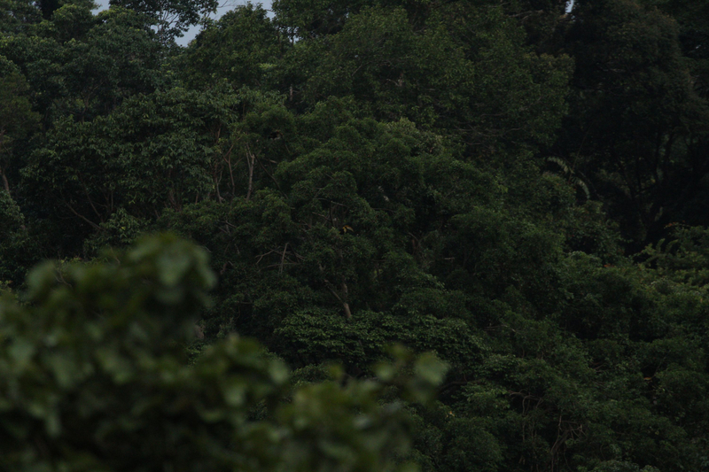 Langkawi Mountain Rainforest Sunset Wildlife Tour DlMf3Xog
