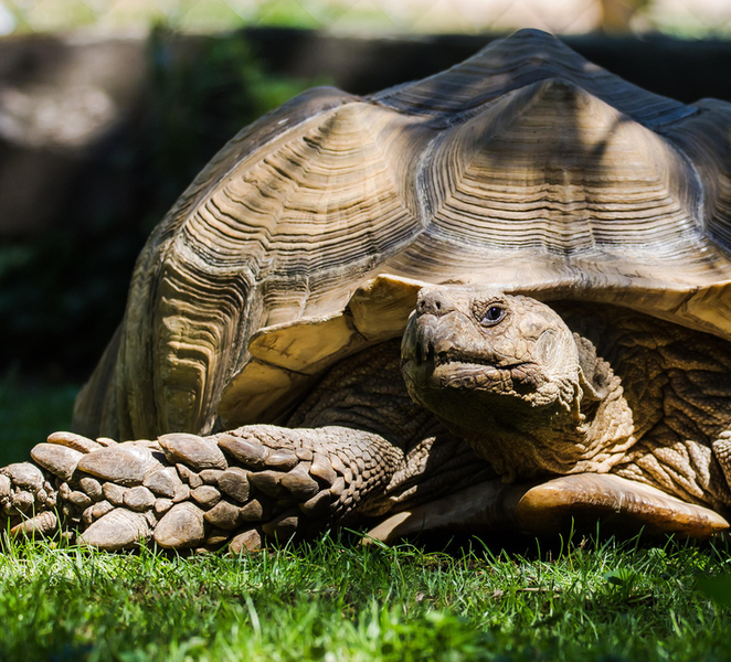 Zoo al Maglio: 1-Day Ticket for the Jungle of Ticino c7hUauh3