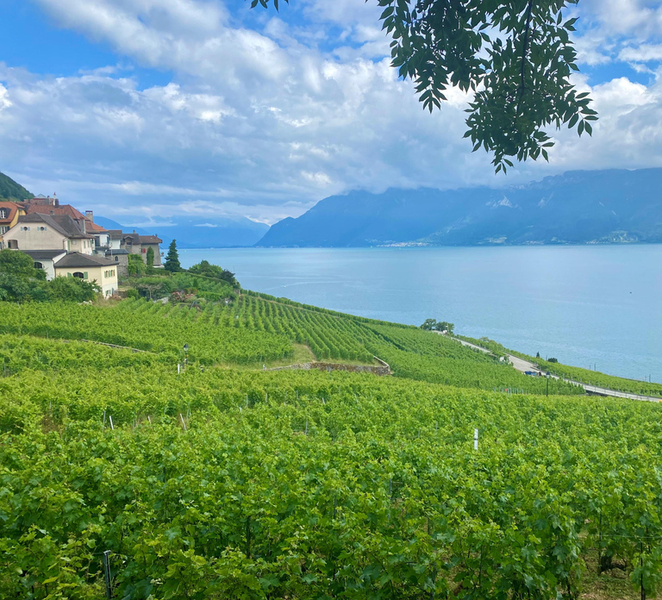 Gruyères & Lavaux Vineyard with Cheese & Wine | From Bern RPhBWwqf