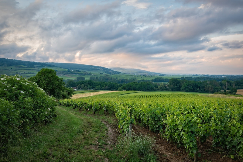 Cape Town Wine Tasting Private Tour – Full Day in the Winelands 4lHmGed9