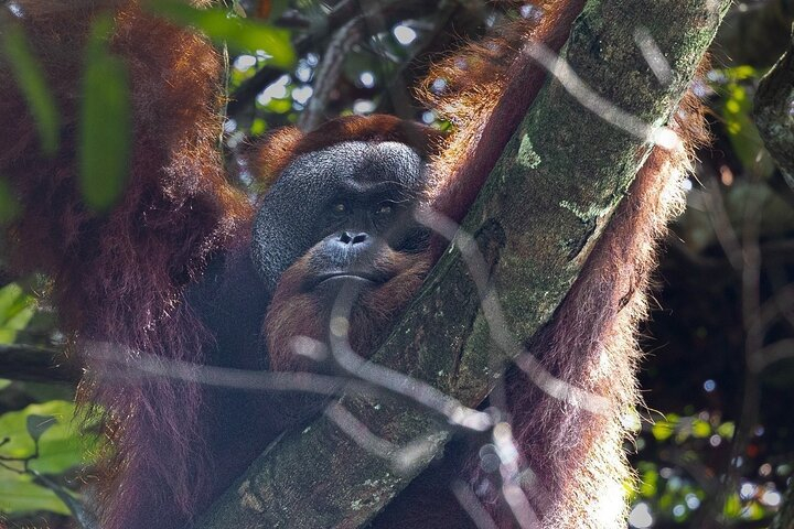 3 Days 2 Nights Ethical Jungle Trekking uPXKjn1a