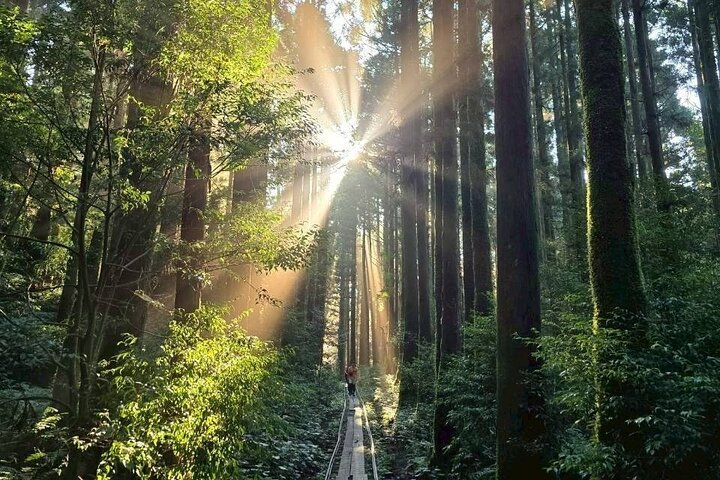 1 Day Jomon cedar Adventure PZ2ULOe7
