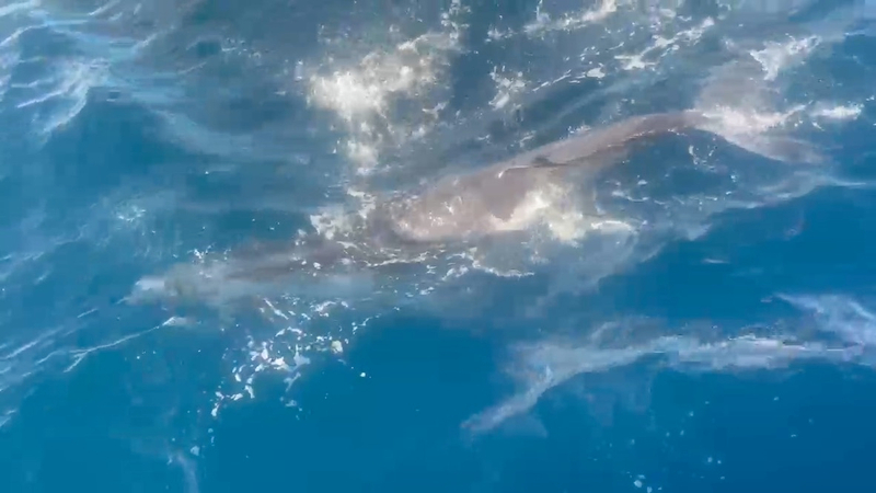 Whale Watching Mirissa VIP Private Sports Boat Trip K14BN0vR