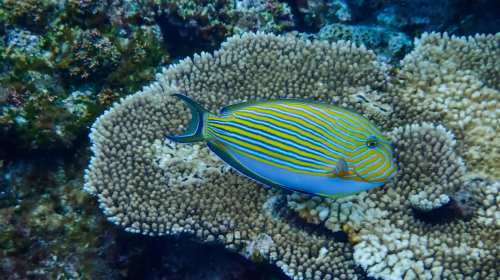 Okinawa Kerama Islands Snorkeling Experience/FUN Diving Tour from Naha, Japan Day Tours YsB2hHVL
