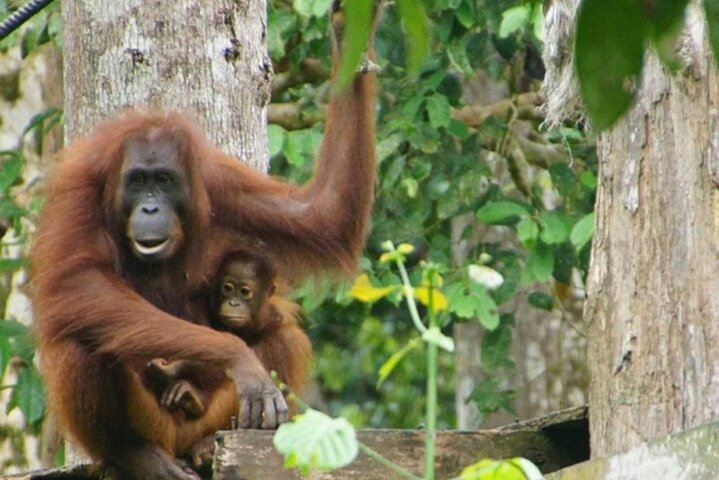 Full Day Sepilok Orangutan and Rainforest Discovery Centre Tour P9QrD5li
