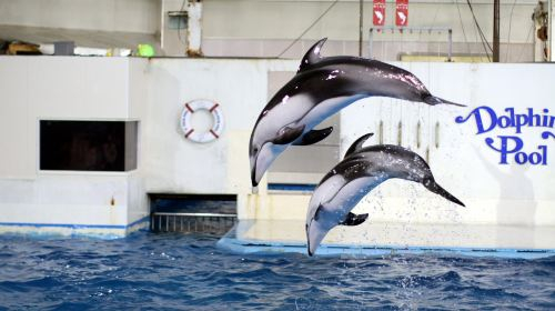 Noboribetsu Marine Park Nixe ZXM309PR