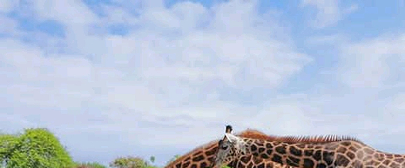 Haller Park Wildlife Encounter & Giraffes Feeding Excursion Mombasa. qVcbVusC