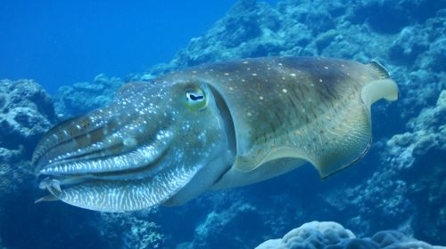 Japan Okinawa Blue Cave diving and snorkeling 2-hour experience MazkoB3F
