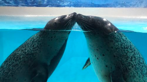 Shimoda Floating Aquarium aOiLRnRf