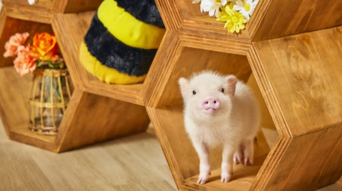 mipig cafe Sunshine City Branch: Popular Healing Pig Cafe Interactive Experience Jw1VNYyt