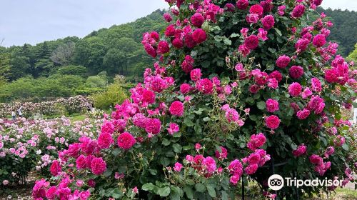 IBARAKI FLOWER PARK QjktaOjA